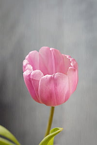 fiore, tulipano, Blossom, Bloom, rosa, fiore rosa, petali di