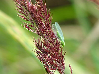 lacewing, serangga, biji-bijian yang liar, hijau, sayap, rumput, Tutup