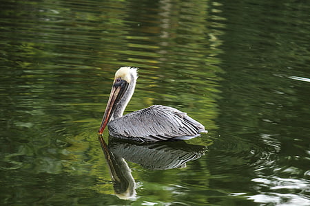 pelican, bird, pond, water, nature, animal, beak