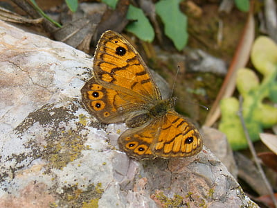 orange Schmetterling, Lasiommata megera, Schmetterling saltacercas, Margenera Gemeinde, Insekt, Natur, Schmetterling - Insekt
