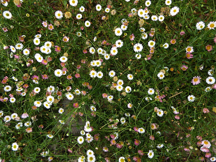 Daisy, pré de fleurs colorées, herbe, Bloom, printemps, grande camomille rémunéré, Prairie d’été