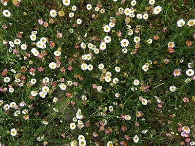 Daisy, farebné kvetinové lúky, tráva, kvet, jar, platené feverfew, Letná lúka