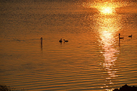 waterfowl, ducks, sea, lake, sunset, evening, twilight