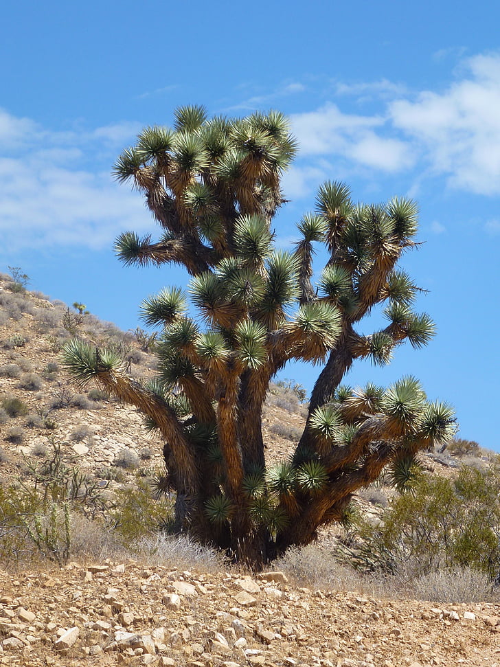 EUA, cactus, molt gran