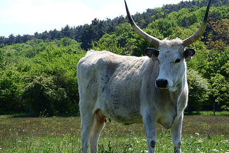 scot, corners, long, cow, hungary, traditional breed, grass