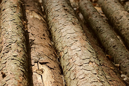 dřevo, kácení stromů, hranice dřeva, protokol, kmen, Příroda, Les