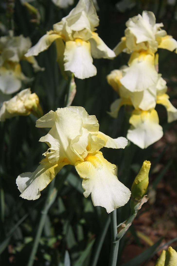 Iris, bílá, žlutá, jaro, květ, zaměření, vousatý
