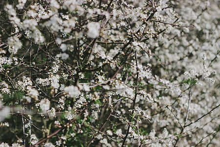 Ramos, close-up, Flora, botões de flores, flores, árvore, natureza