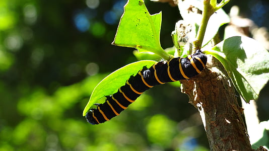 Caterpillar, omvandling, metamorfos, utmaning, naturen, insekt, djur