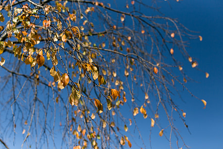 træ, efterår, blå, efterårsblade, Bladene, natur