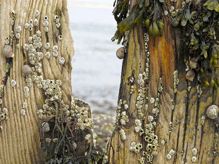 groynes, ทะเล, ชายหาด, ทะเลเหนือ, barnacles, หอยทาก