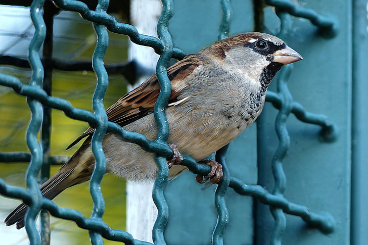pták, Sparrow, Passer domesticus, mřížka, plot, Dom, zvíře