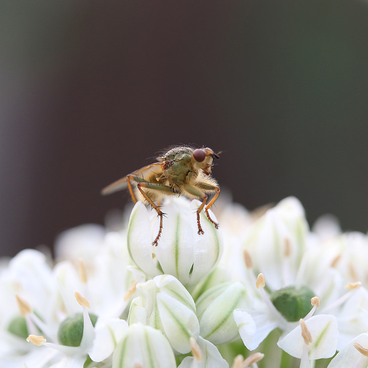 natur, Bee, pollinering, Buzz, nektar, honning, kronblad