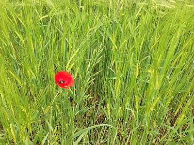 Poppy, bunga, alam, musim panas, merah, bidang, padang rumput