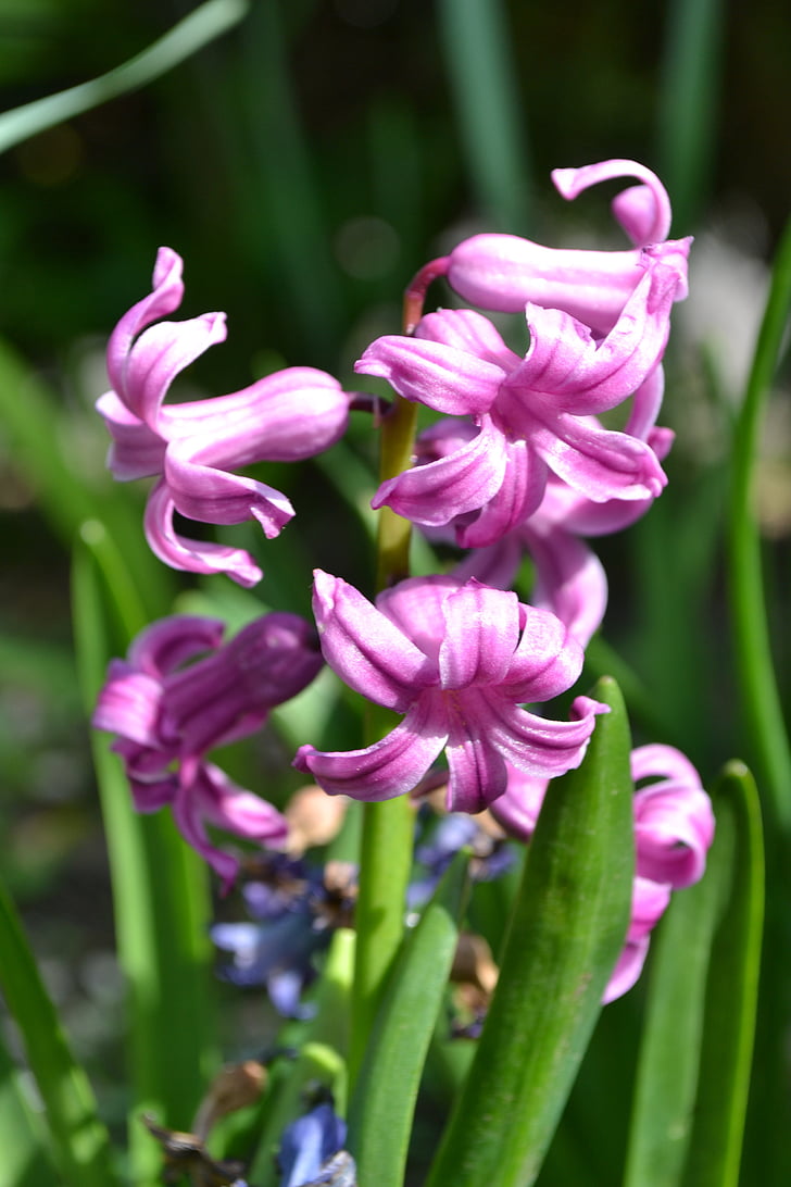 Jacinto, rosa, blomst, Nærbilde, natur, hage, våren