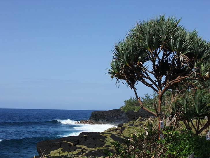 Reunion-sziget, Csavarpálma, vacoa, Indiai-óceán, Shore, szikla, hajszálpontosan rögzít