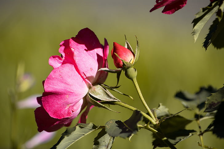 color de rosa, rojo, rosa roja, flor, floración, Bud, jardín de rosas