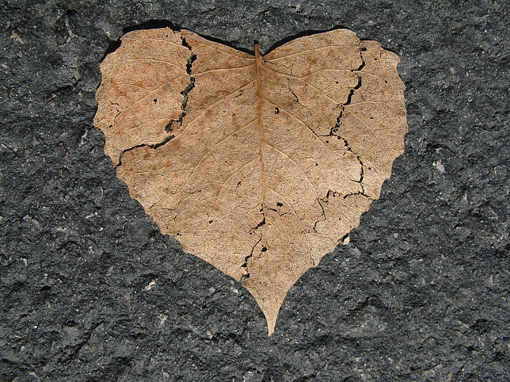 heart, broken, nature love, shape, leaf, autumn, fall