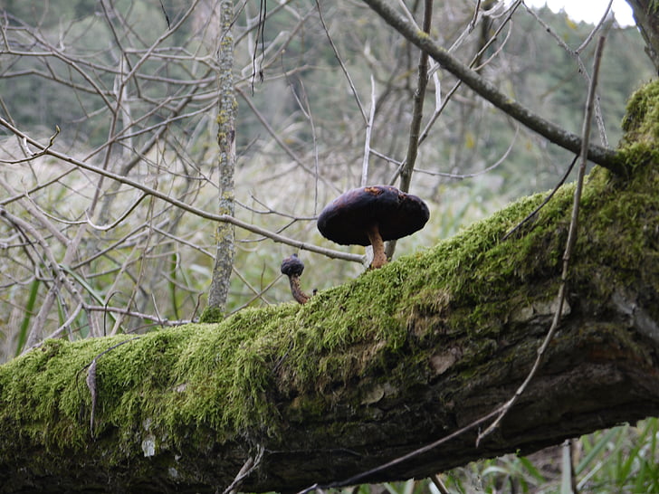 mushroom, forest, autumn, photo