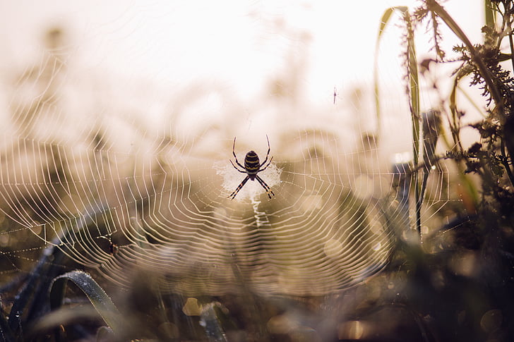 Argiope, edderkopp, selektiv, fokus, fotografi, Web, insekt