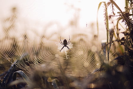 argiope, 거미, 선택적, 포커스, 사진, 웹, 곤충