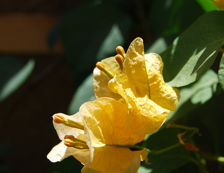 Bougainvillea, жълто, Блосъм, цвете, растителна, лято, Градина