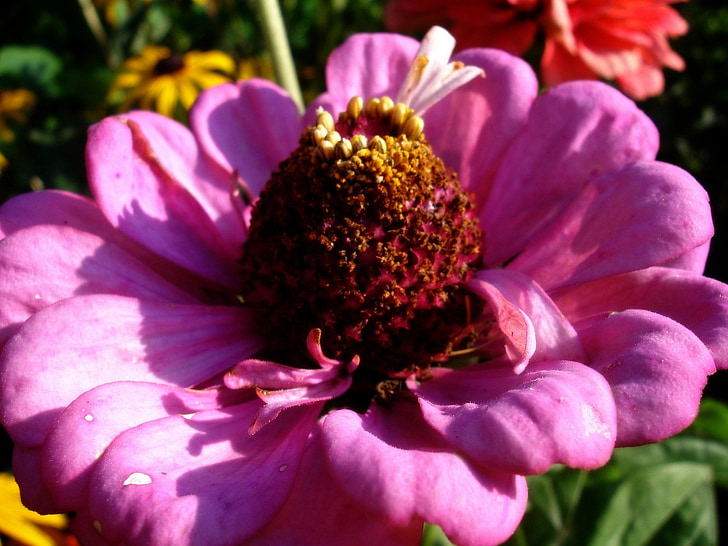 flower, summer, garden, pink, plant