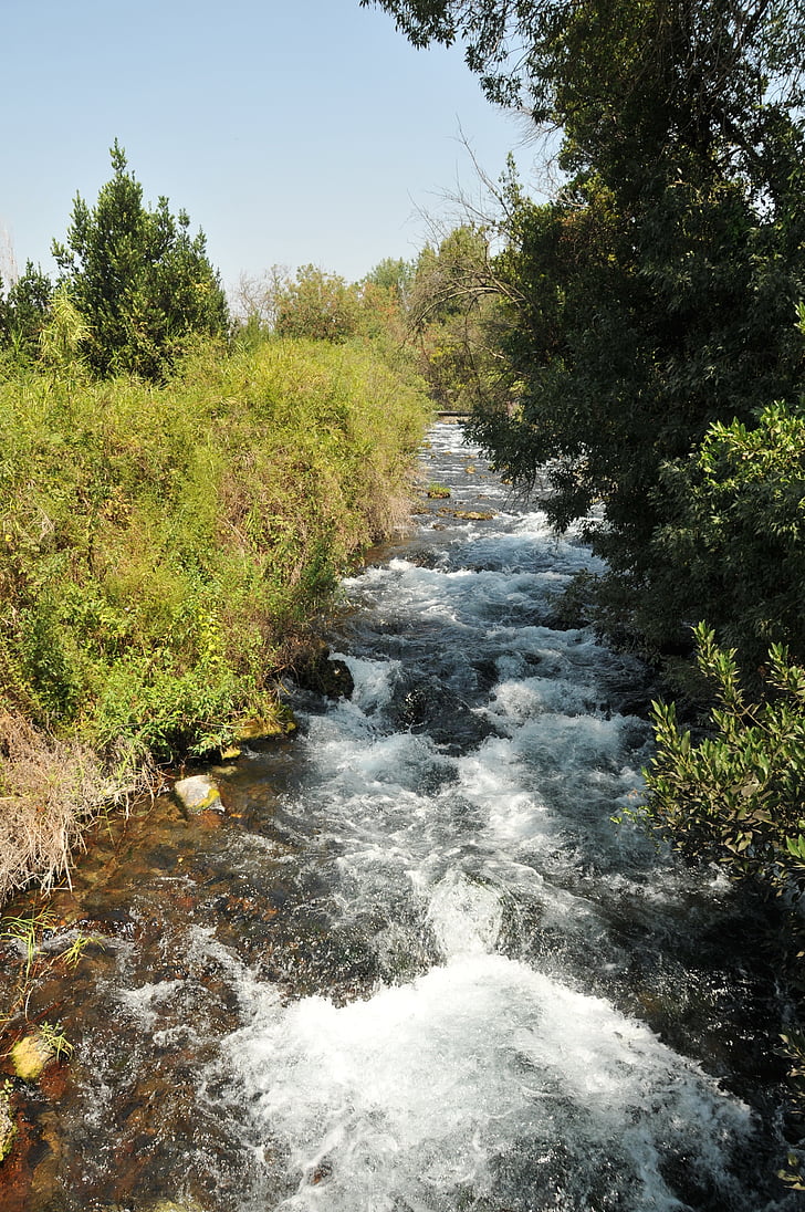 Río, dan, Israel, corriente, flujo, naturaleza, bosque