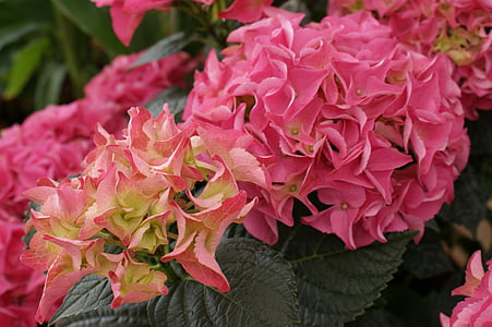 hydrangea, flower, blossom, bloom, ornamental shrub, flowering plant, hortensis