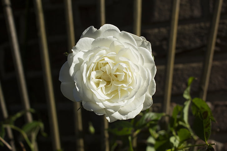 rose, nature, way of the roses, white, garden rose, rose blooms