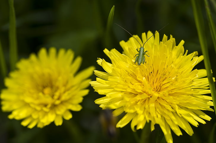 dandelion flower, yellow, close, grasshopper, spring