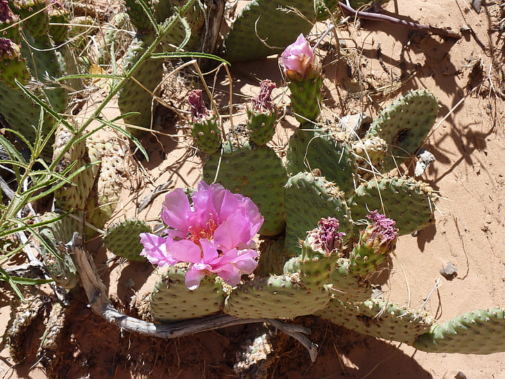 kaktus, pustinja, cvijet, cvatu, kaktus cvijet, suša, oaza