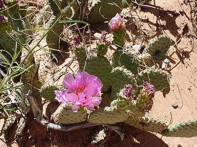 cactus, desert, blossom, bloom, cactus blossom, drought, oasis