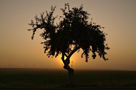 lever du soleil, HDR, arbre, paysage, humeur, nature, Sky
