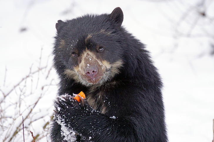 spectacled bear, predator, food, andean bear, andes, short snout bear, creature