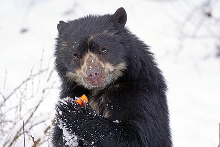 medveď okuliarnatý, Predator, jedlo, Andské medveď, Andes, krátky ňufák medveď, tvor