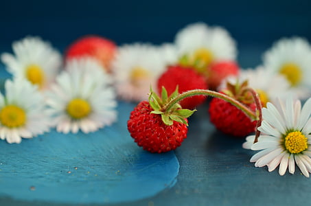 wit, madeliefjes, rood, bloem, macro, fotografie, Wilde aardbeien