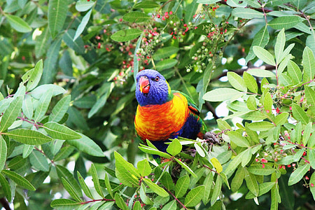bird, parrot, rainbow lorikeet, rainbow, lorikeet, colourful, animal