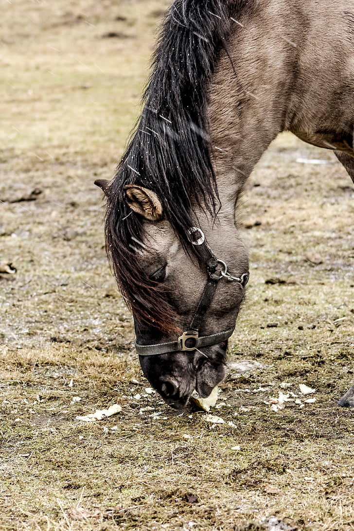 Tarpan, demonstratie reserve, wild paard