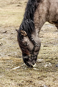 Tarpan, επίδειξη αποθεματικό, άγριο άλογο