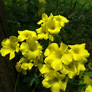 we, okisaris, pescaprae, flowers, wild, autogenous, yellow