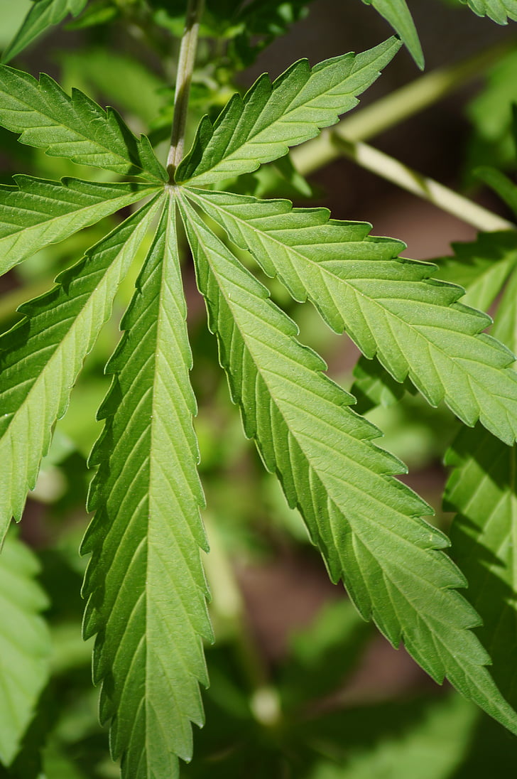 Cannabis, blad, natur, grøn farve, plante, close-up
