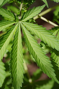 cànnabis, fulla, natura, color verd, planta, close-up