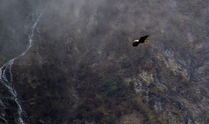 Eagle in alaska, vliegende eagles, Alaska eagle