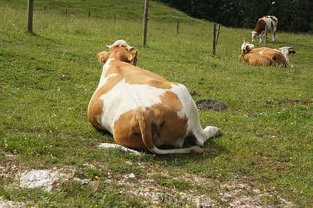 krava, živali, sproščeno, Alm, stene Kampenwand, poletje, Alpski