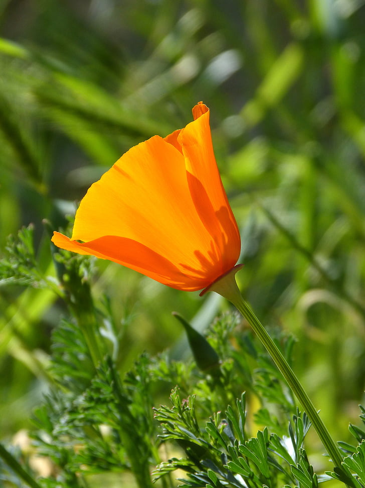 amapola de California, flor de naranja, Eschscholzia californica