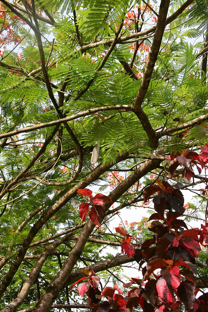 Martinique, vegetation, blommande