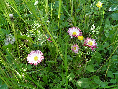 Wildpflanze, Natur, Grün, Prato, Vegetation, Blumen, Grass