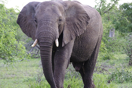 mala mala, Južna Afrika, Sabi pesek, slon, Afriški slon, mala mala zabava rezerva