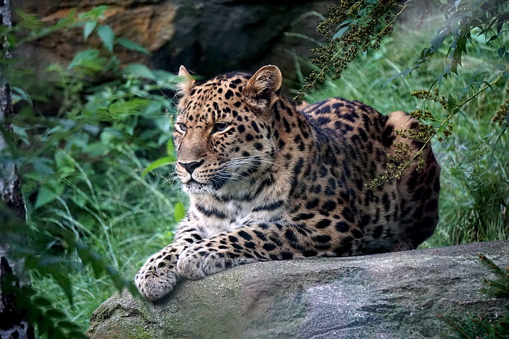 Leopard, Zoo, Leipzig, Predator, Pelz, große Katze, ein Tier